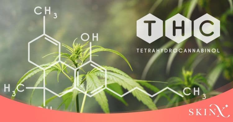 ทำความรู้จักสาร THC และ CBD มีการออกฤทธิ์ต่างกันอย่างไร